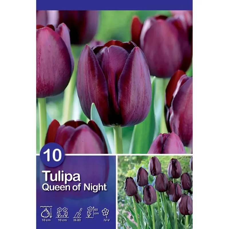 Tulipano Queen of Night 10 pz Voordeelprijs