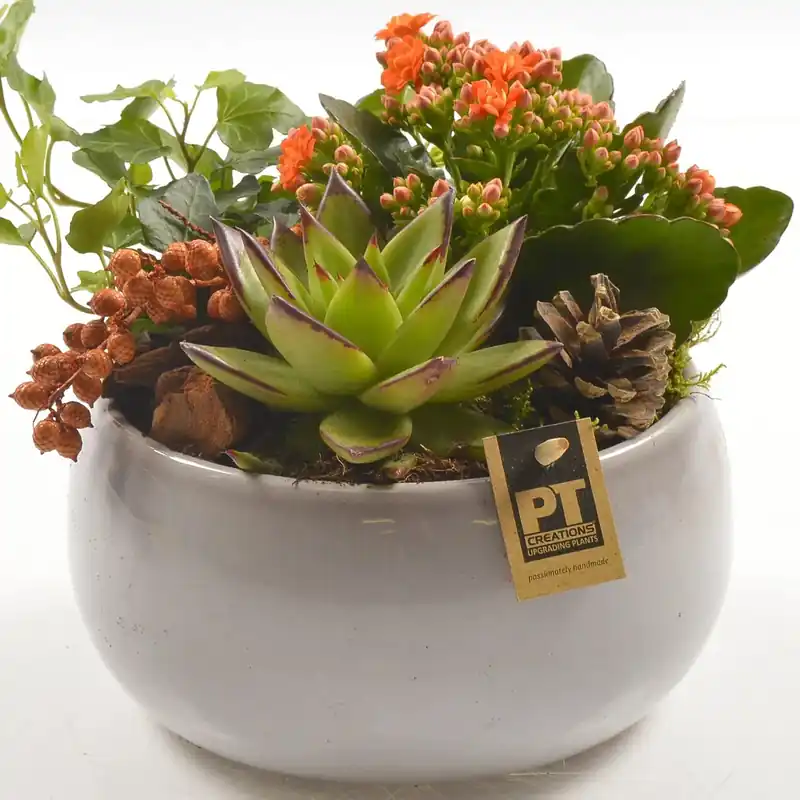 Composizione Echeveria e Kalanche vaso in ceramica beige Alleen Vandaag