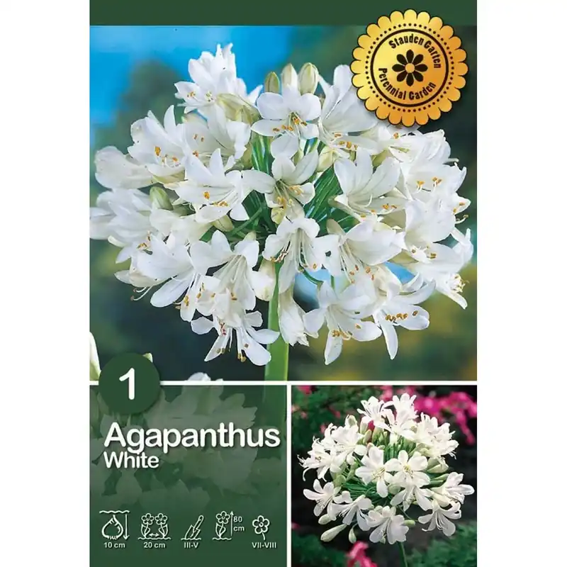 Agapanthus "White" Flitsaanbieding