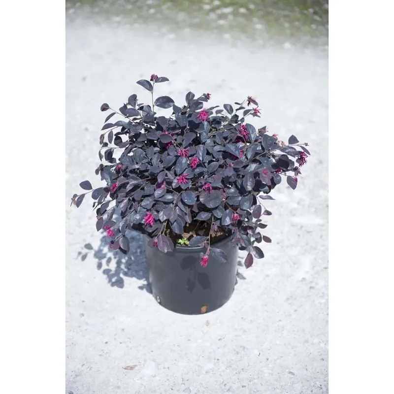Nieuw Loropetalum chinense `Black Pearl`