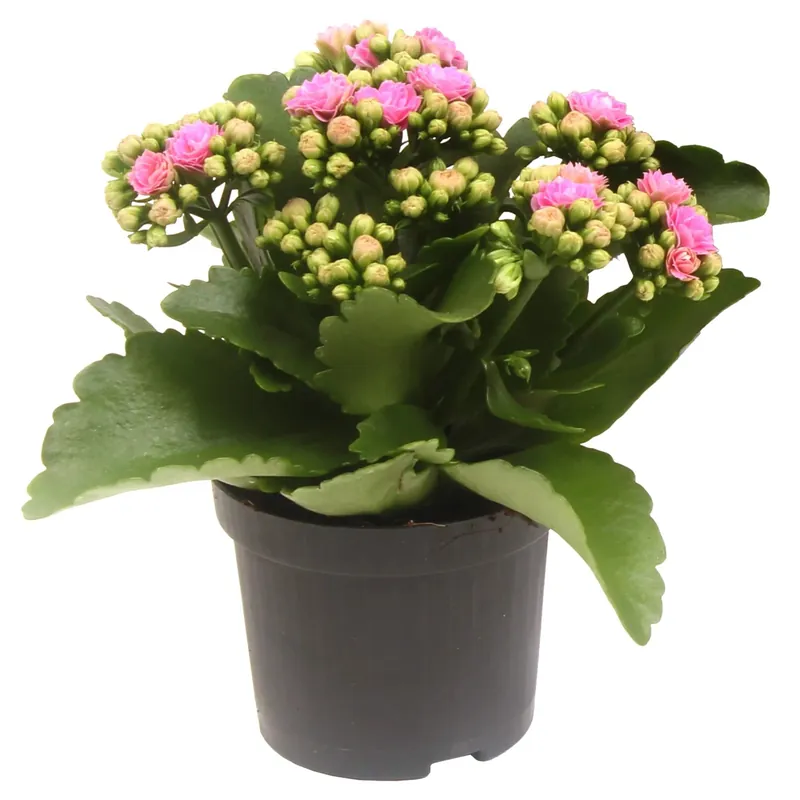 Speciale Aanbieding Kalanchoe Rosalina rosa Ø 9 cm