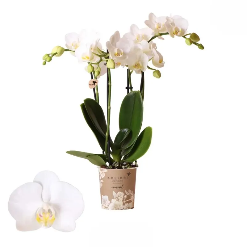 Phalenopsis Bellezza Vaso 9 cm Uitverkoop