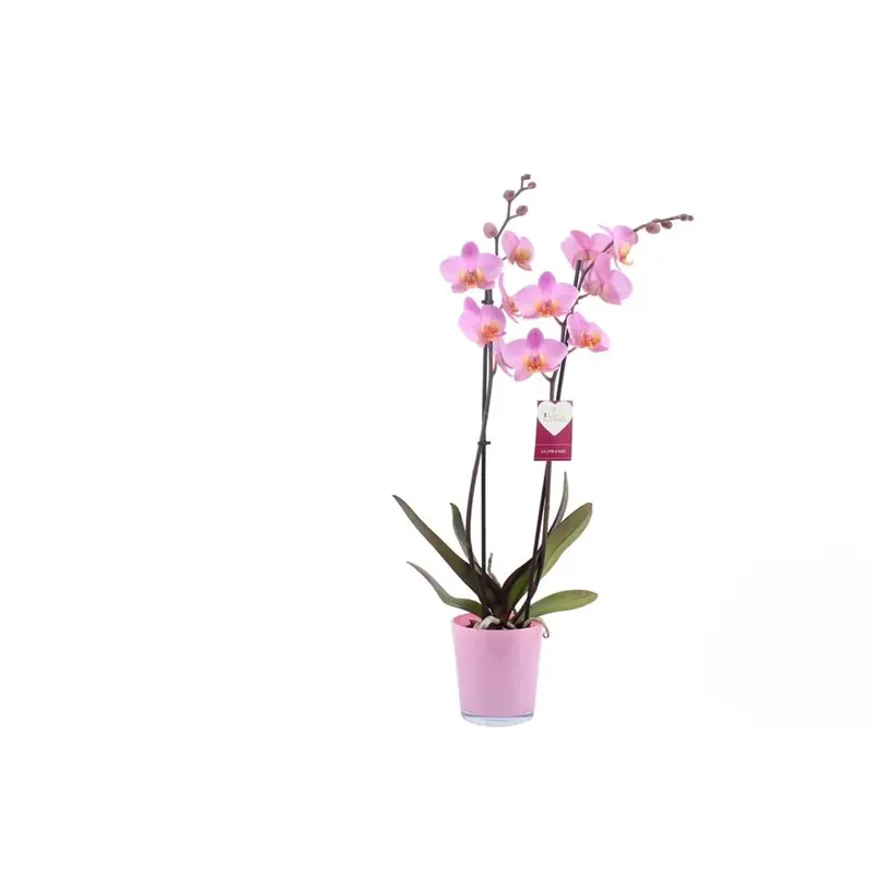 Gereduceerde Prijs Phalenopsis Vaso 12 cm