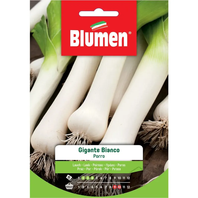 Hete Deal Semi Blumen Porro gigante bianco 20 g