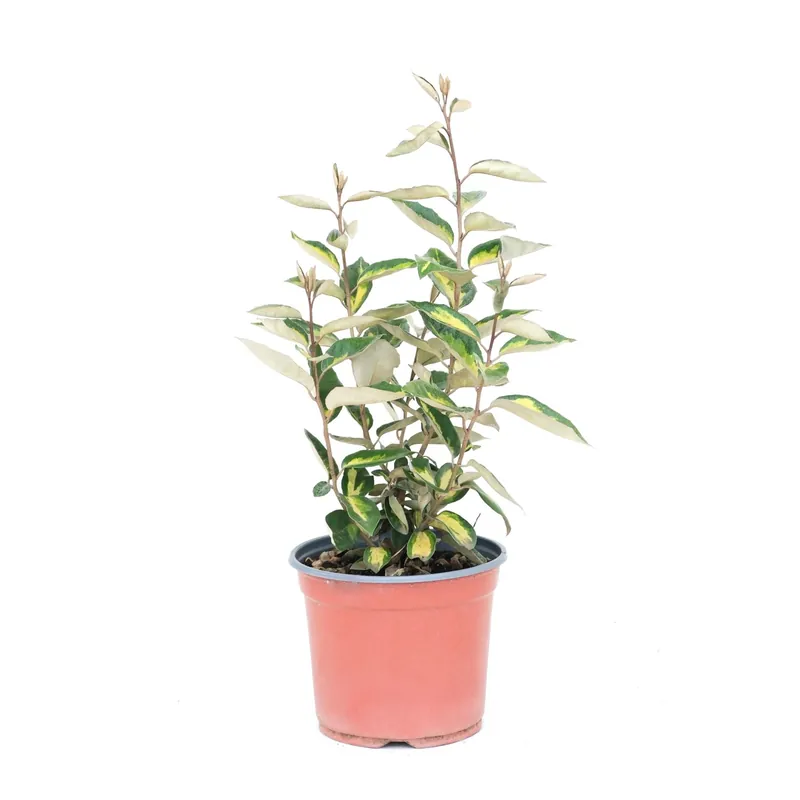 Lage Kosten Salice oleoso sempreverde H45 cm Vaso 3L