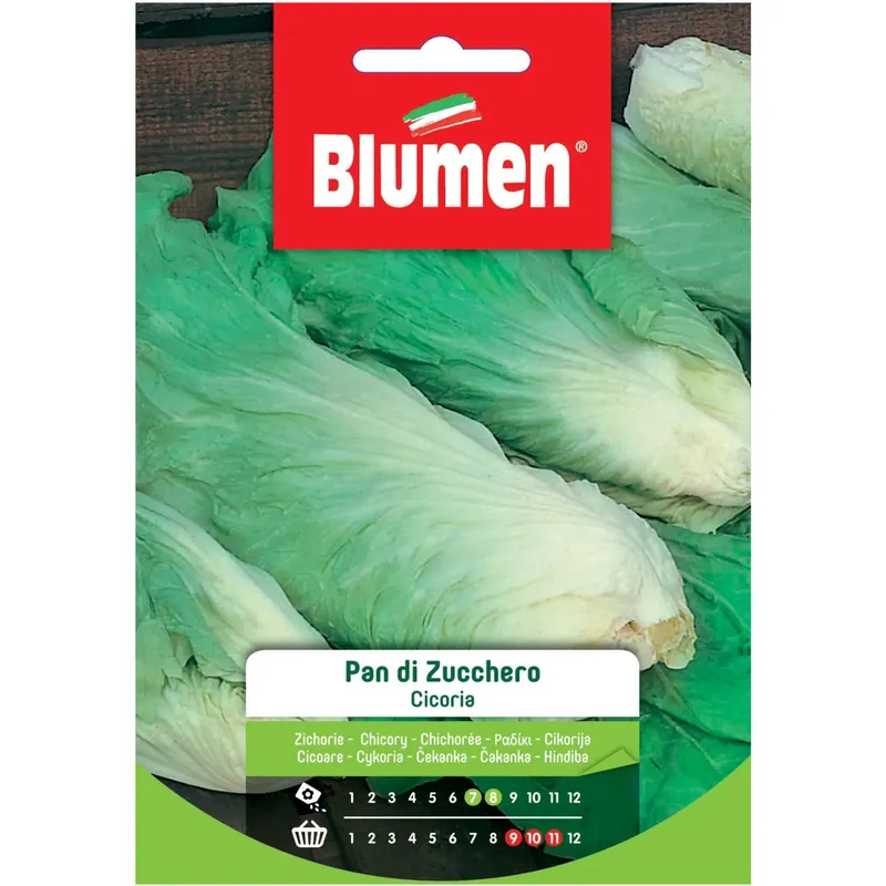 Semi Blumen Cicoria Pan di zucchero Hete Deal