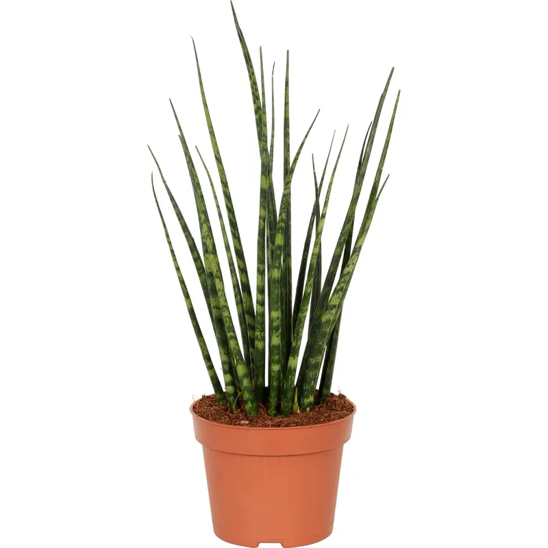 Sansevieria diverse varietà vaso Ø 12 cm Op = Op