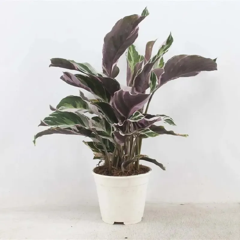 Calathea Fusion White In vaso 14 cm Voordeelprijs