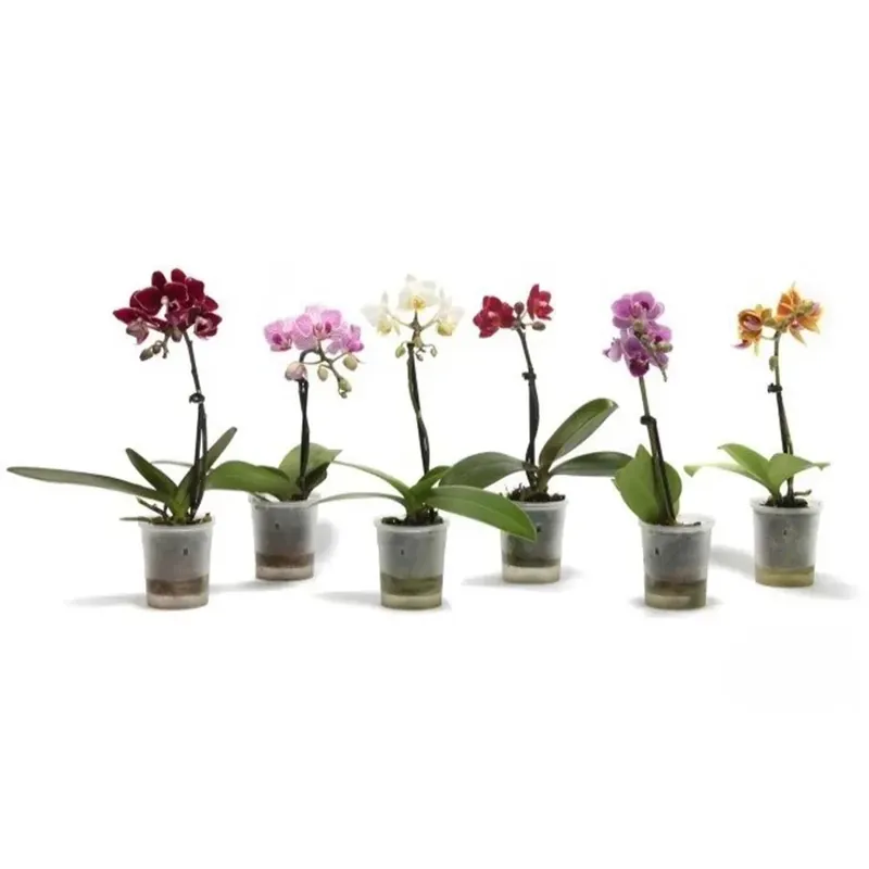 Beperkt Aanbod Phalaenops Is Mini vaso 6 cm