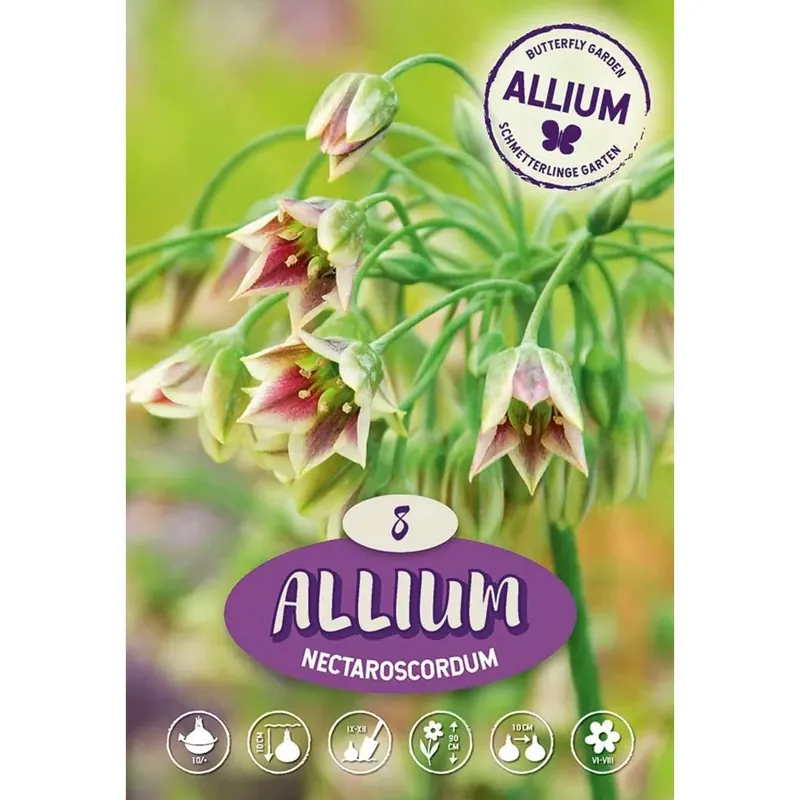Actieprijs Allium Nectaroscordum Bulgaricum