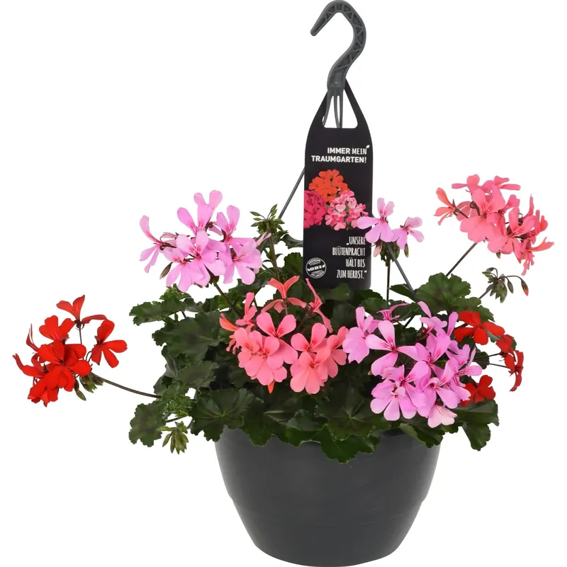Geranio pensili Dream Garden mix tricolore in vaso Ø 27 cm Laatste Versie
