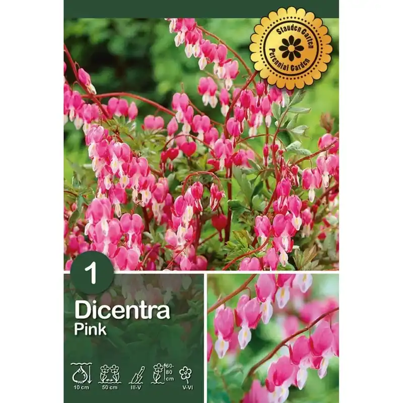 Dicentra "Spectabilis " Gereduceerde Prijs