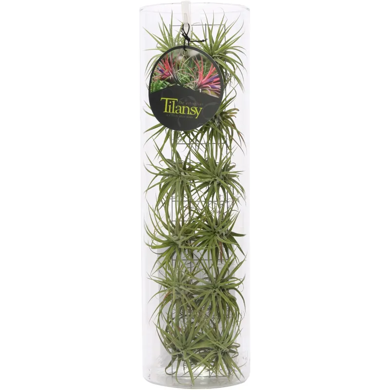 Tillandsia Usneoides composizione in vaso di vetro Ø 11 cm Alleen Vandaag