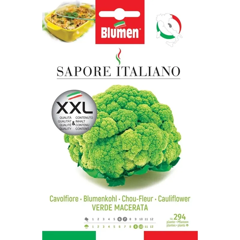 Betaalbaar Semi Blumen Cavolfiore verde di Macerata XXL