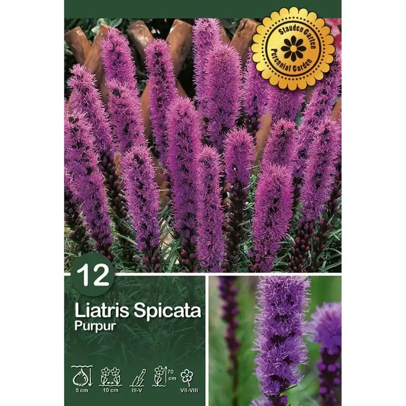 Alleen Vandaag Liatris "Spicata" viola
