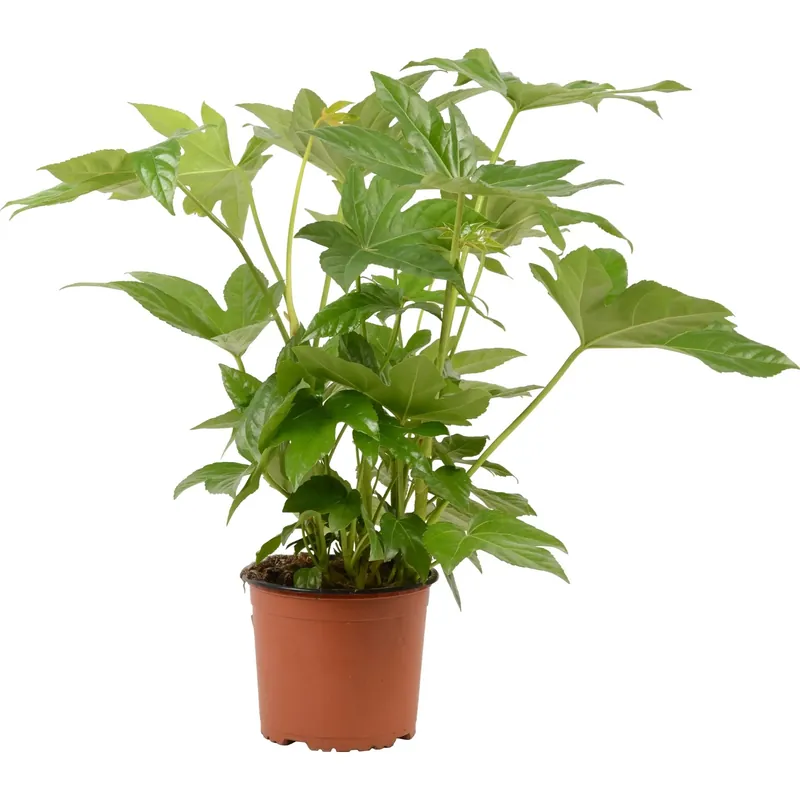 Bestseller Aralia da appartamento Fatsia japonica vaso Ø 17 cm