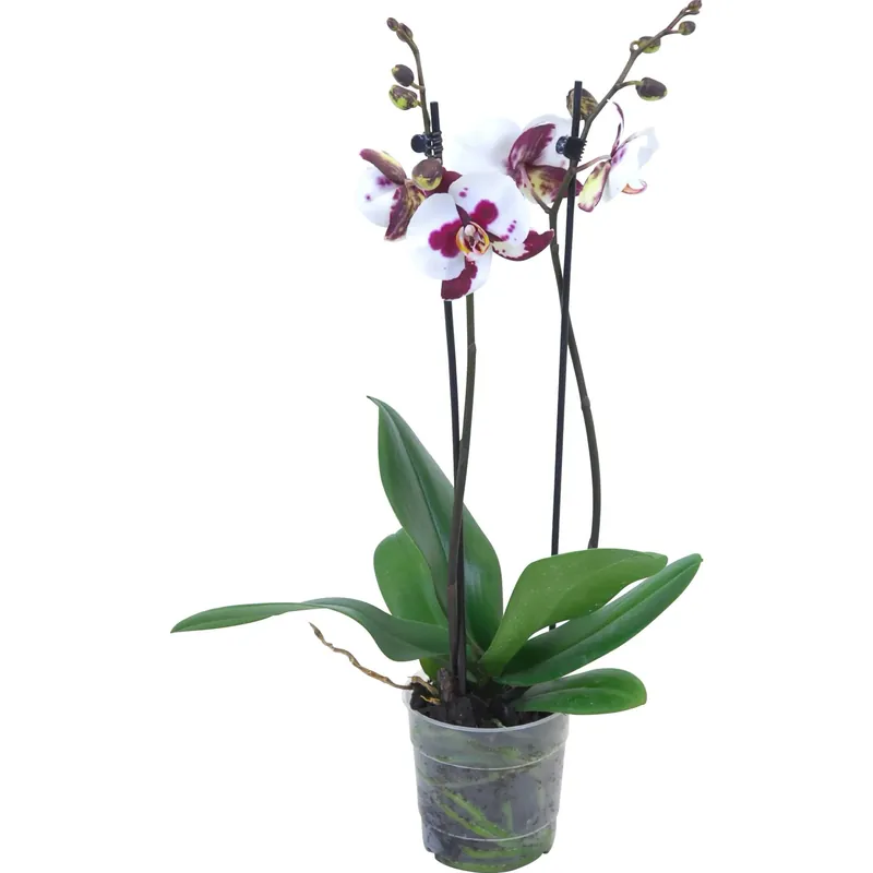 Orchidea Phalaenopsis "Polka Dots" 2 rami lilla vaso 12 cm Direct Verzonden