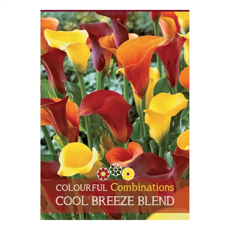 Hete Deal Calla "Cool Breeze Blend"