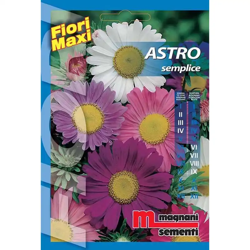 Semi fiori Astro semplice Beperkte Voorraad