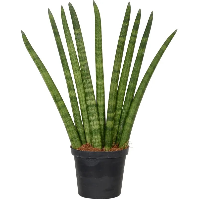 Korting Sansevieria cylindrica vaso Ø 11 cm