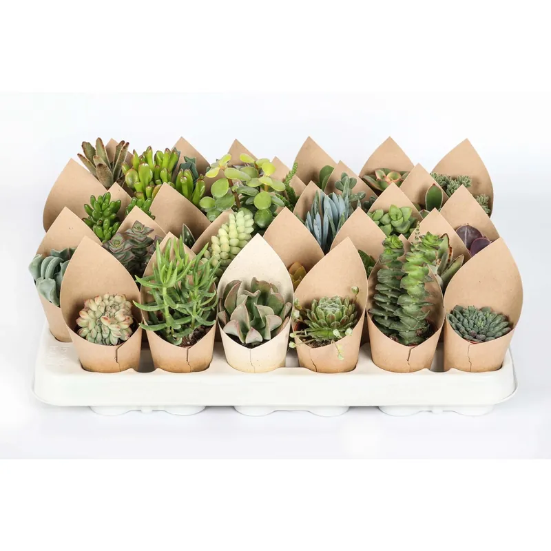 Finale Uitverkoop Piante grasse succulente Mix con Cover vaso Ø 5,5 cm
