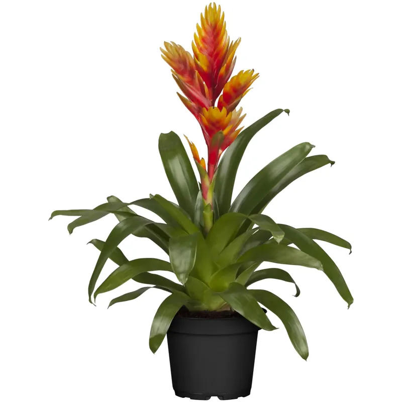 Hoge Kwaliteit Vriesea arancione intenso in vaso Ø 12 cm