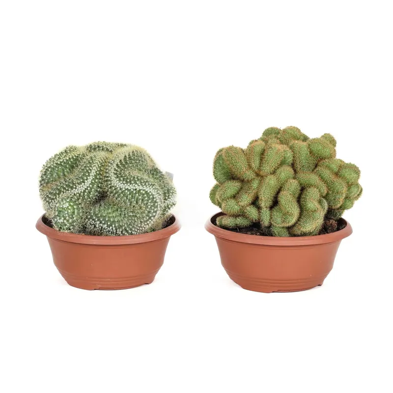 Flitsaanbieding Cactus crestati Cactus ciotola Ø 25 cm