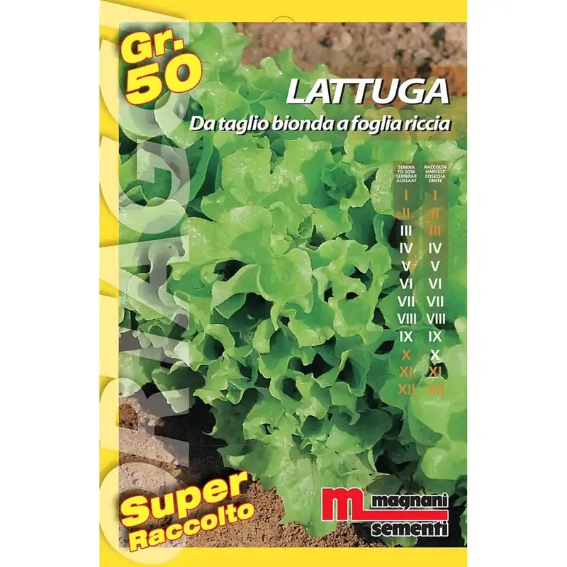Rechtstreeks Van De Fabrikant Semi orto big Lattughino biondo riccio 50 g