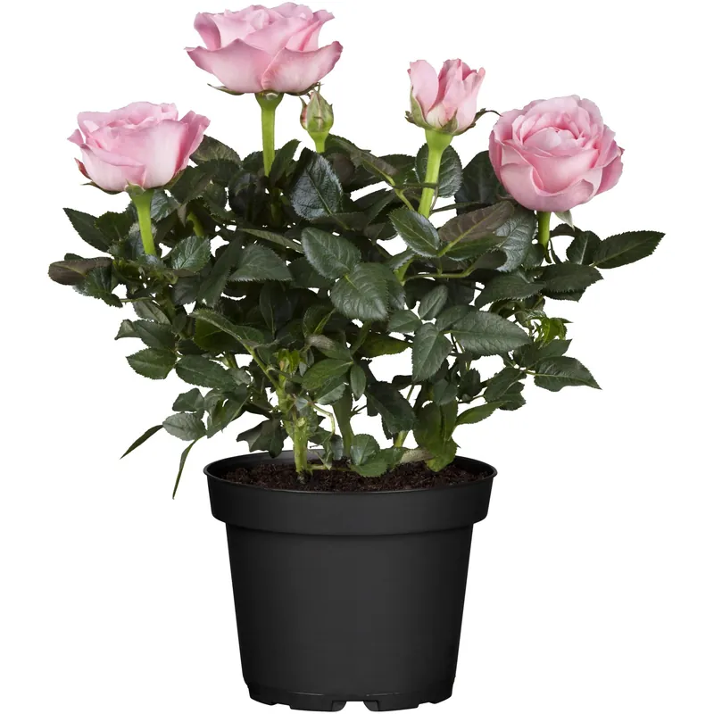 Rosa da camera H ca. 25 - 30 cm Rosa chiaro Ø vaso ca. 10,5 cm Op = Op