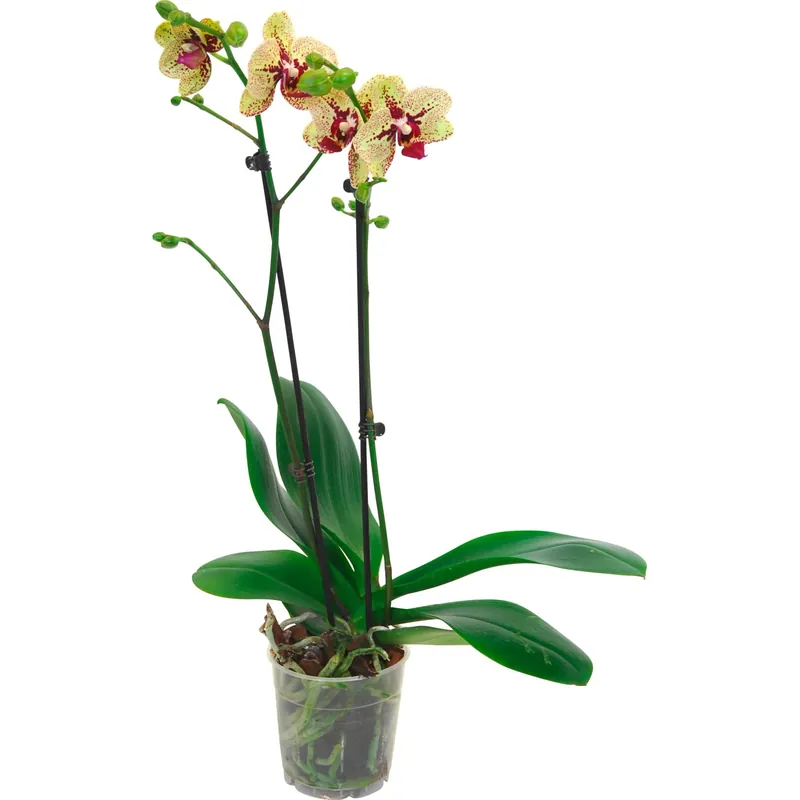 Orchidea farfalla 2 steli "Fata Morgana" Phalaenopsis Meest Verkocht