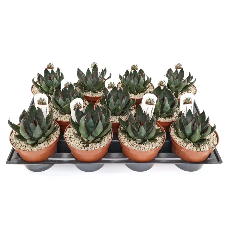 Betaalbaar Mangave Praying Hands PBR- Piante grasse vaso Ø 12 cm