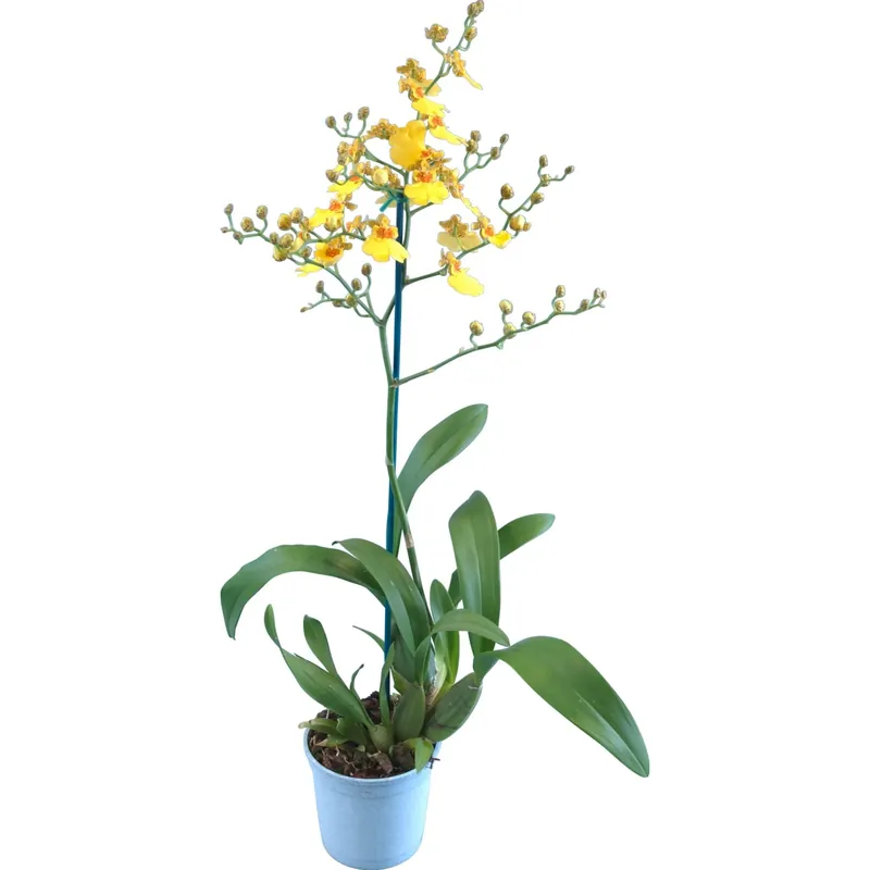 Orchidea Oncidium 1 ramo giallo vaso 12 cm Koop Vandaag