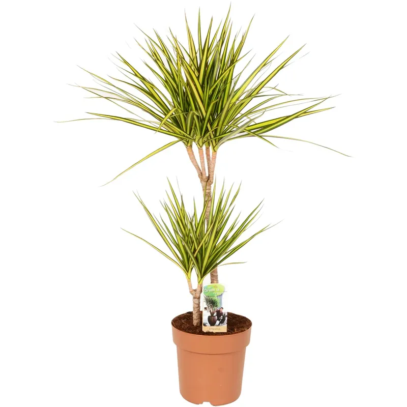 Nieuw Dracena marginata Sunray con vaso Ø 21 cm H 80-90 cm