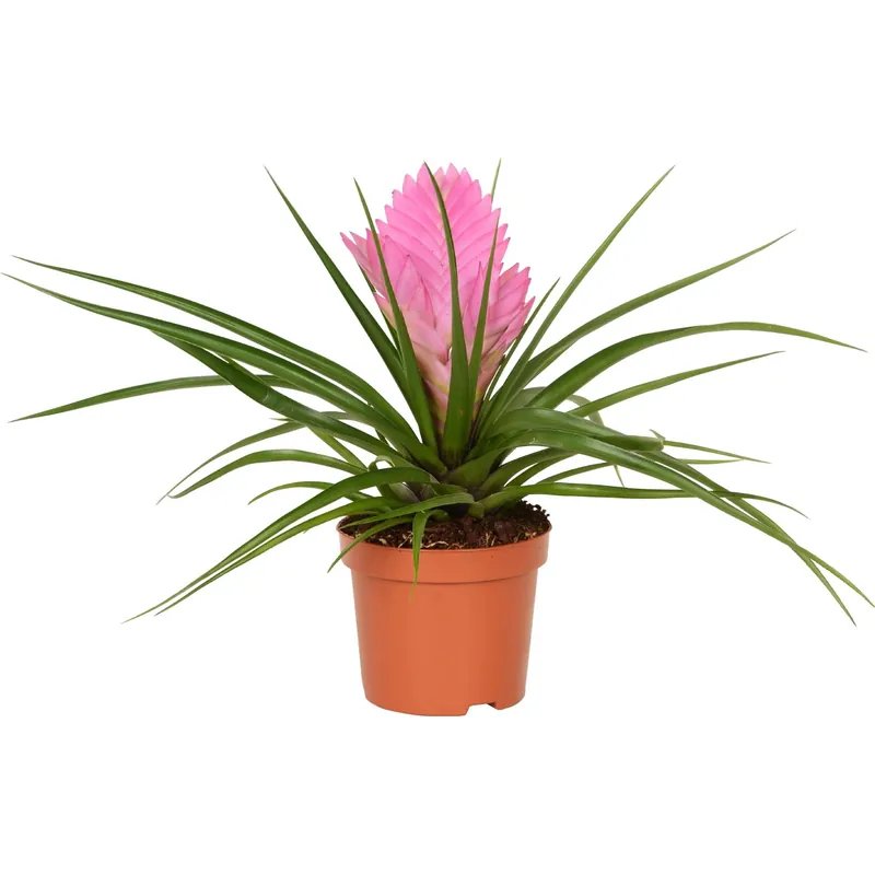 Tillandsia Cyanea Josée vaso Ø 9 cm Koop Online