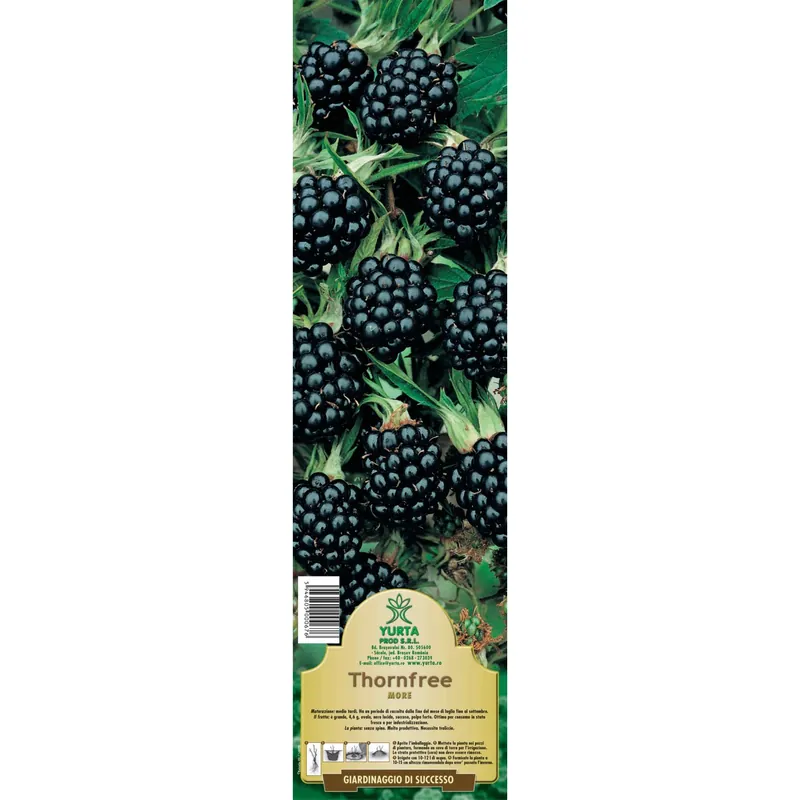 Shop Nu Arbusto da frutto more in pack