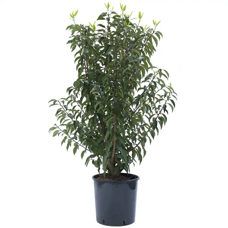 Koopje Lauro del Portogallo