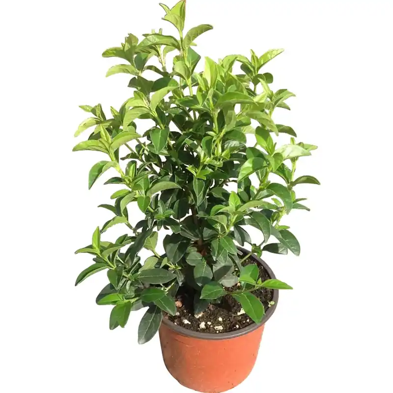 Viburnum tinus Eve Price Koop Vandaag