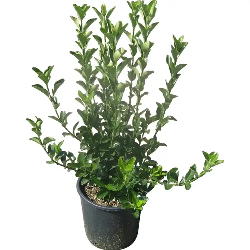 Evonimo verde 40 cm Actieprijs