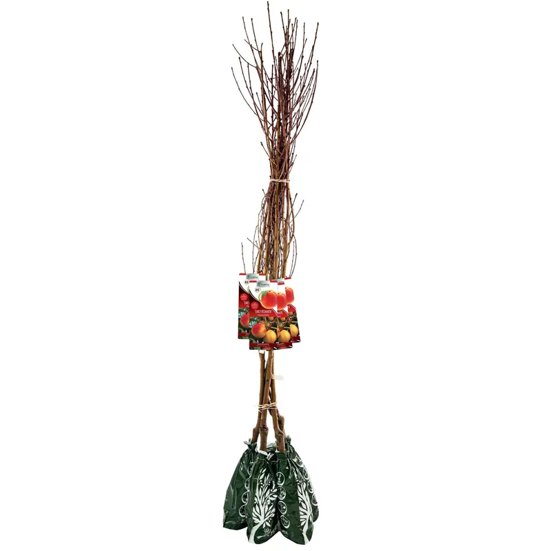 Nieuw Pianta da frutto pesco in pack - 120 cm