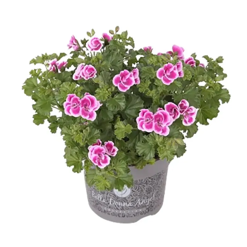 Goedkoop Geranio nobile "Bella Donna Angel" vaso Ø ca. 12 cm Pelargonium Grandiflorum