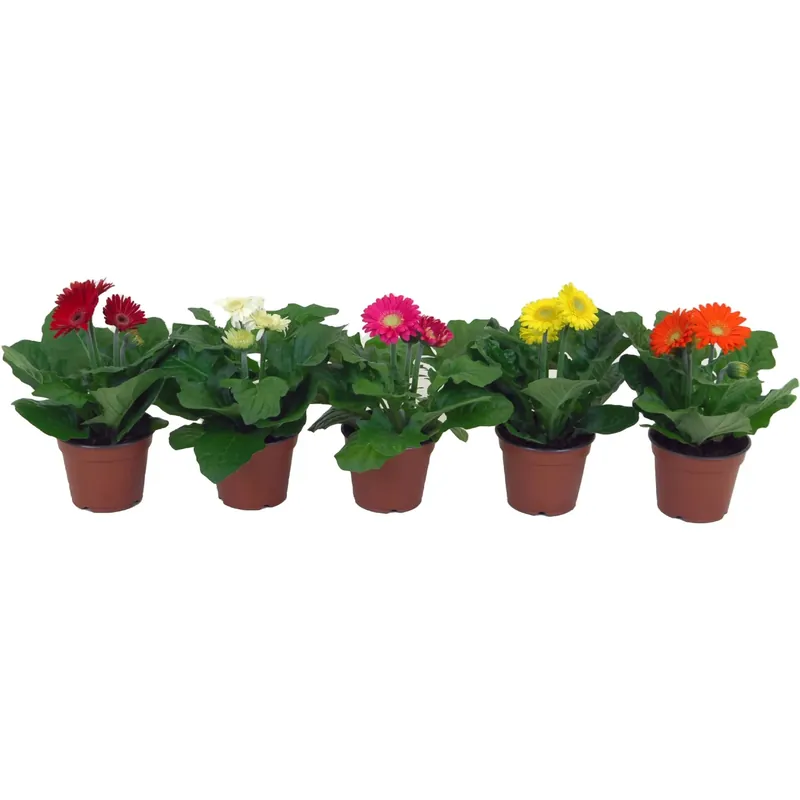 Gerbera midi mix vaso Ø 10 cm Korting