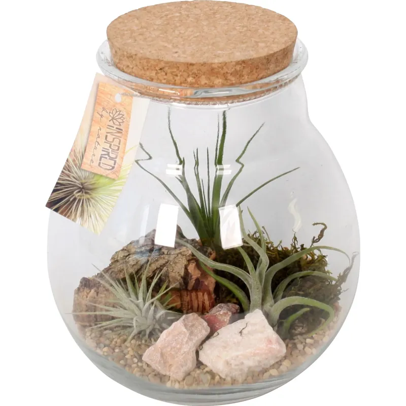 Tillandsie composizione in vaso di vetro Ø 18 cm Actieprijs