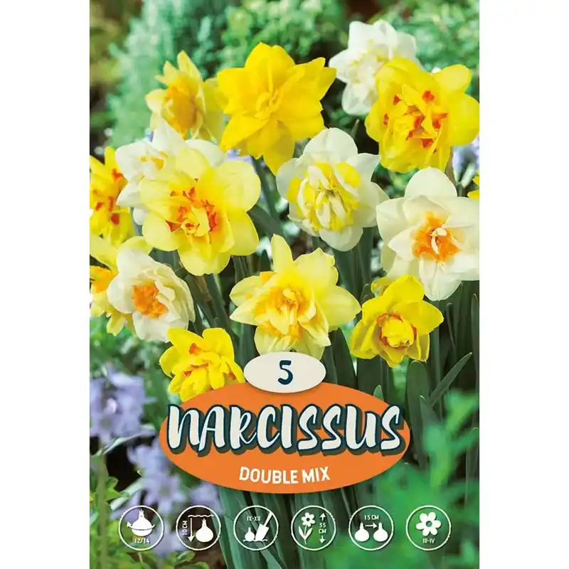 Snelle Levering Narciso Misto