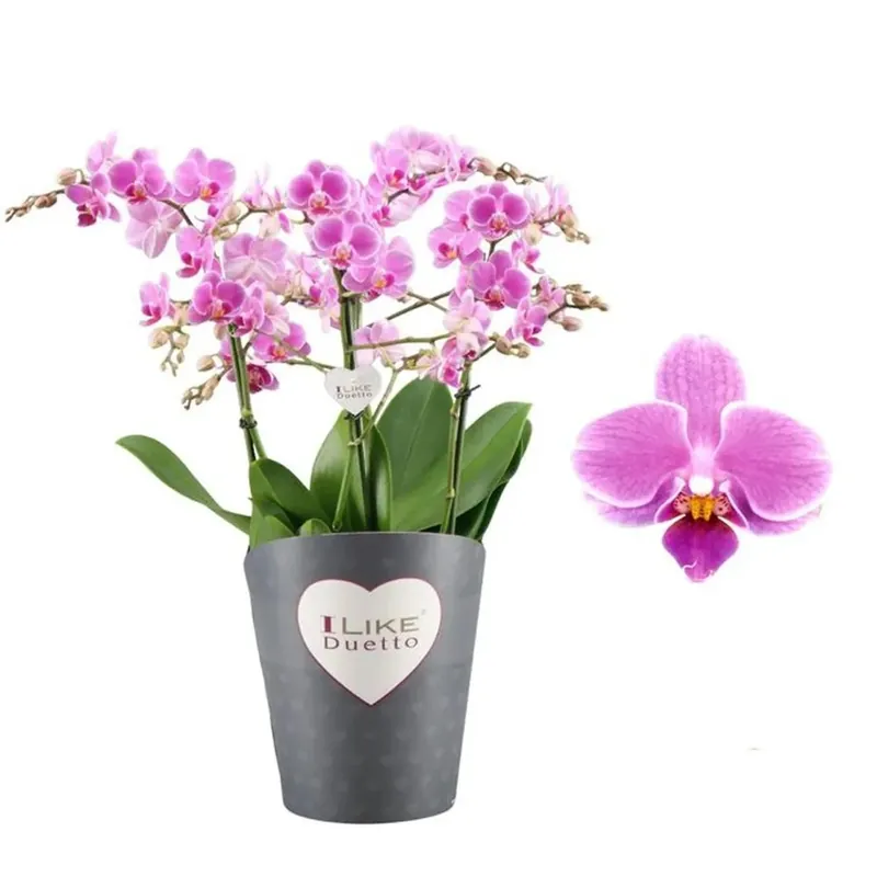 Orchidea Phalaenopsis Duetto vaso Ø17cm Bestseller