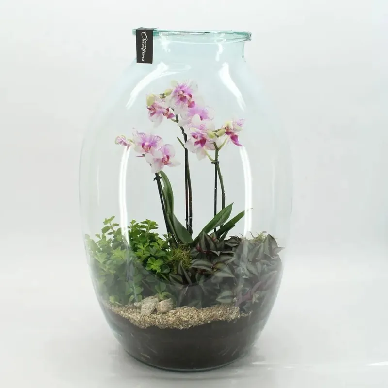 Hete Deal Composizione Orchidea Phalaenopsis vaso Ø36cm