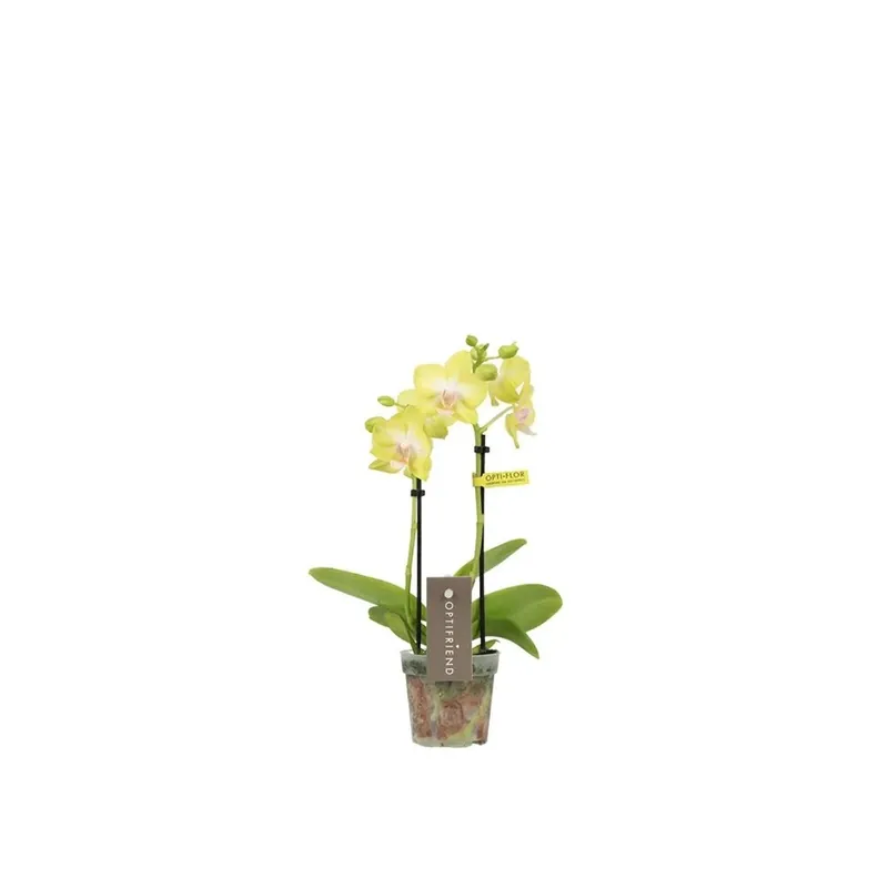 Populair Orchidea Phalaenopsis mini gialla 2 rami vaso Ø7cm