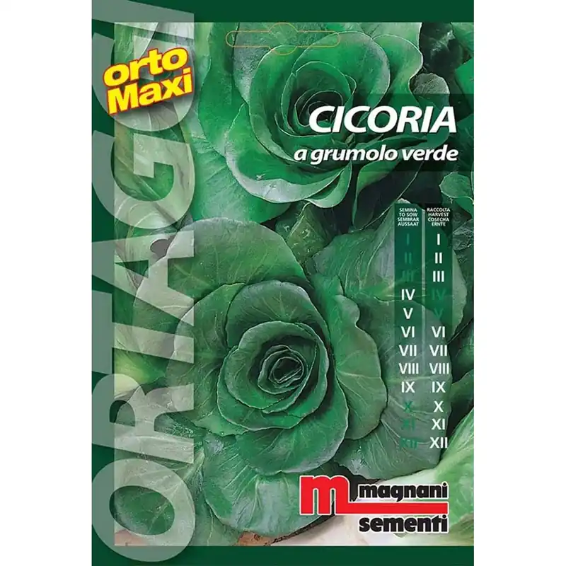 Semi orto maxi Cicoria a grumolo verde Alleen Vandaag