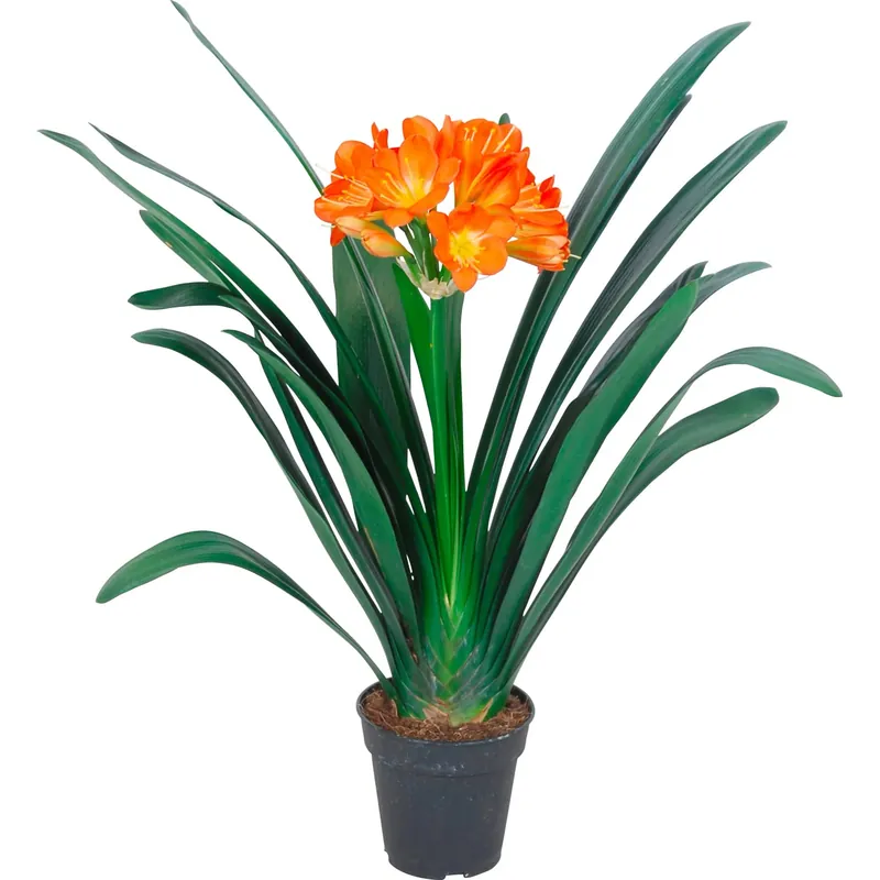 Aanbieding Clivia Miniata vaso Ø 13 cm