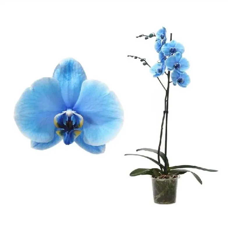 Bestel Nu Phalaenopsis Vaso 12 cm