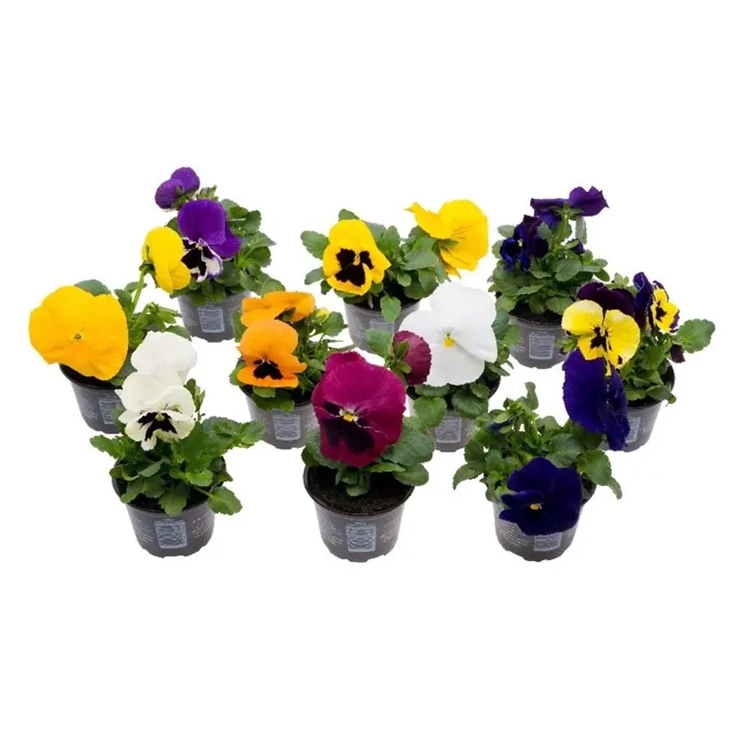 Shop Nu Violaf1 Mix Vaso 9 cm